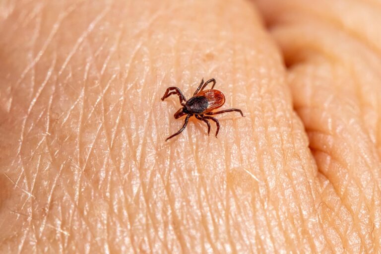 Klíšťata jsou odolní záškodníci. Vyžeňte je ze své zahrady.
